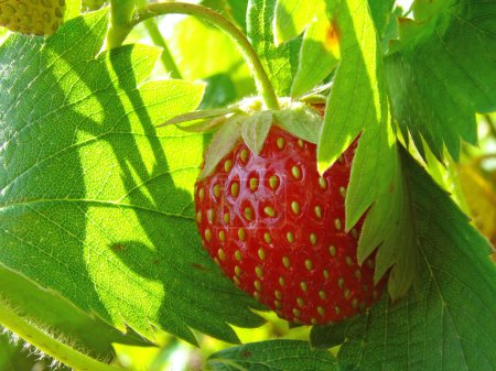 fraise