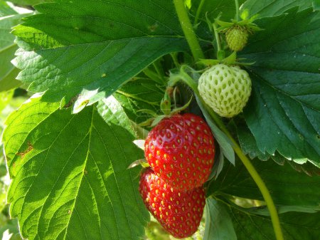 fraises