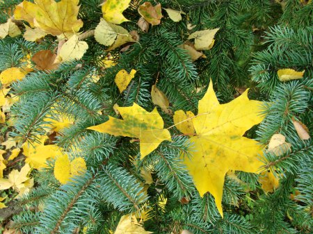Décoration d'automne 