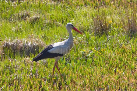 cigogne dans l'herbe