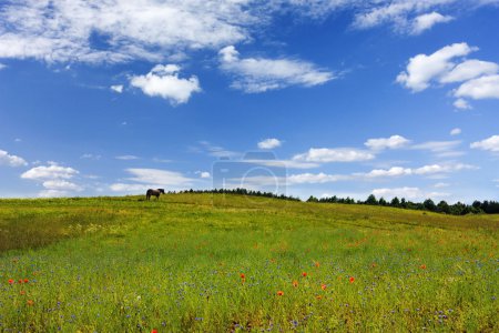 Cheval sur la prairie