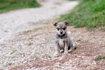 chiot