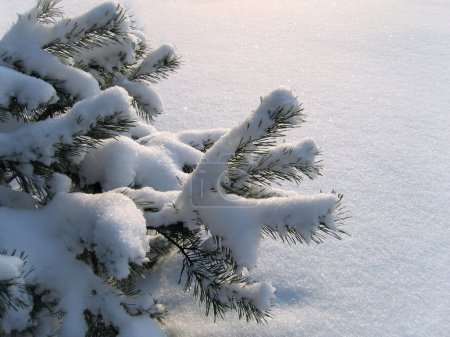 Branches de pin sous la neige 