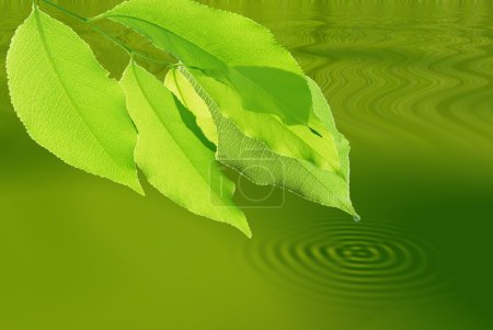 Goutte de rosée sur une feuille verte 