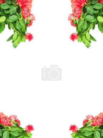 Fleur dans un pot de fleurs 