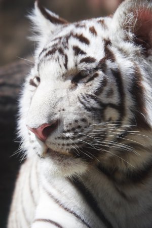 tigre
