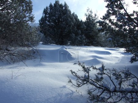 Paysage hivernal