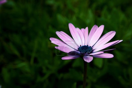 Camomille de jardin 