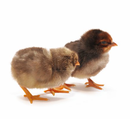 Deux poulets foncés 
