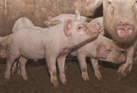 Petit porc 