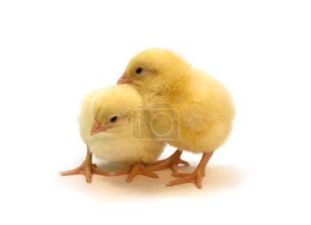Poulets jaunes 