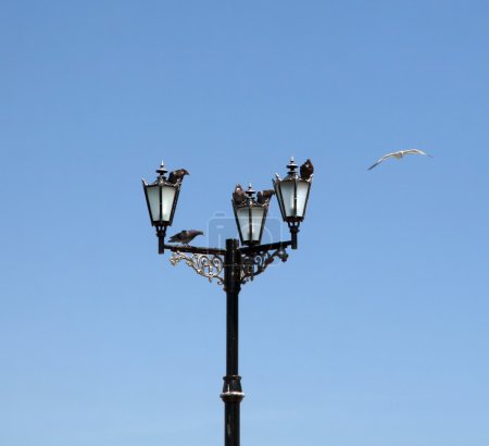 Lanterne et pigeons 