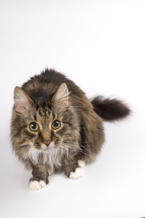 Chat qui regarde. Qui êtes-vous ? ?
