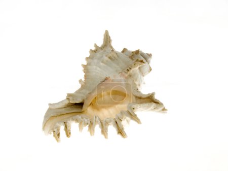 Coquille 