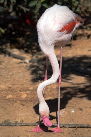 Flamant rose