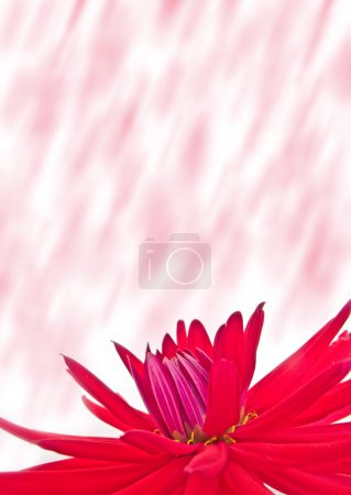 Dahlia rouge 