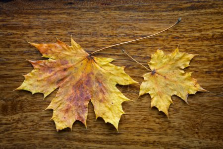 Feuilles d'érable sur le fond en bois 