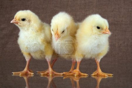 Poulet