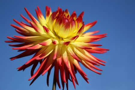 Chrysanthème