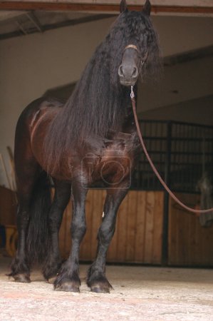 Gros plan d'un seul cheval 