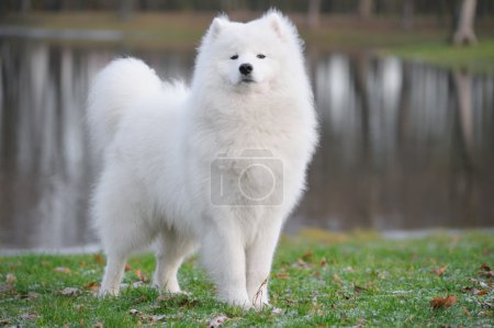 Chien samoyed 