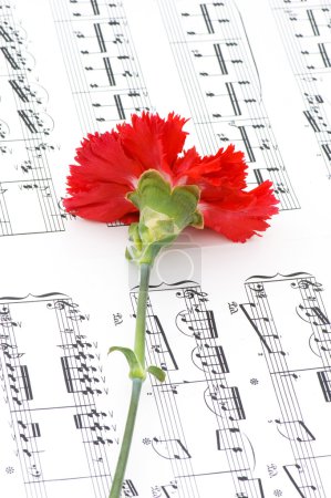 Fleur d'oeillet rouge sur notes musicales 