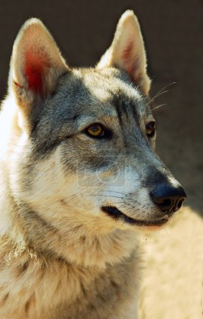 Portrait d'un loup gris 