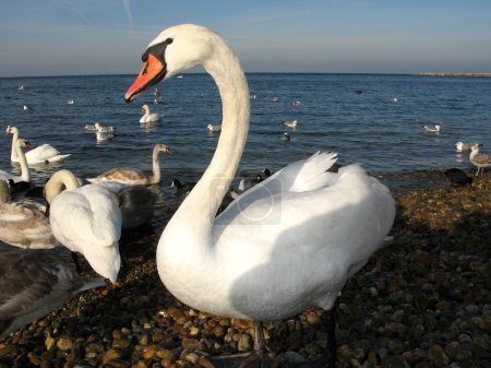 Cygnes blancs dans la nature 