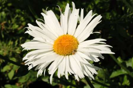 Mauvaise herbe 