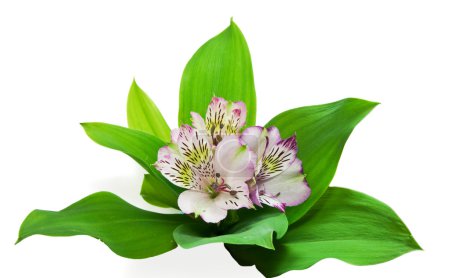 Belle orchidée isolée sur blanc 