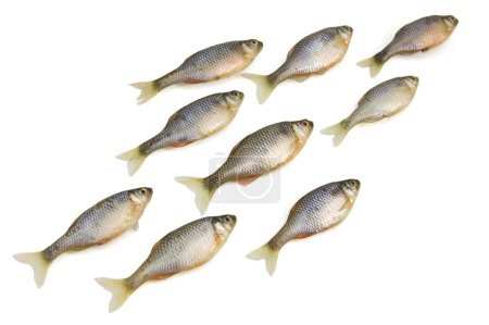 Jambe de poissons sur fond blanc 