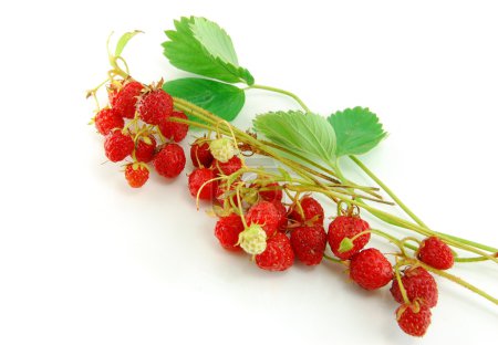 Fraise isolée sur fond blanc