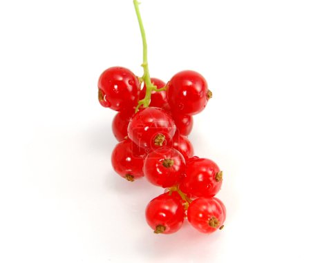 Groseille rouge isolée 