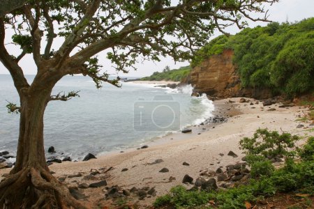 Mer et arbre 