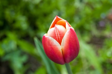 Tulipe rose orangé 