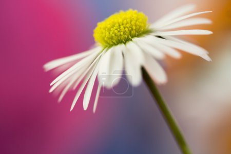 marguerite