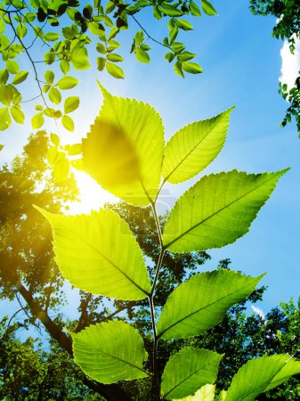 branche d'arbre en bois à la lumière de la 