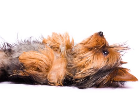 yorkshire terrier