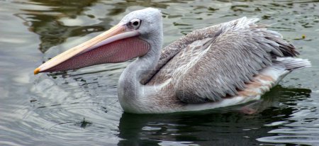 Pélican 