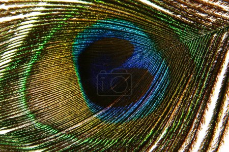 La macro oeil de paon 