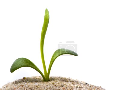 Petite plante dans le sable 