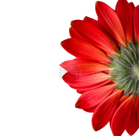 fleur rouge isolée sur fond blanc