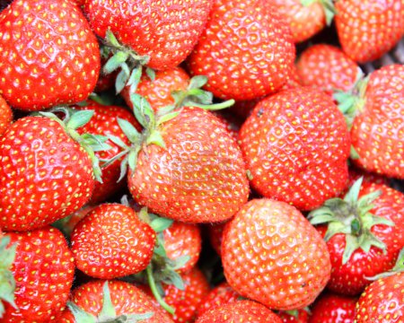 Fraises fond 
