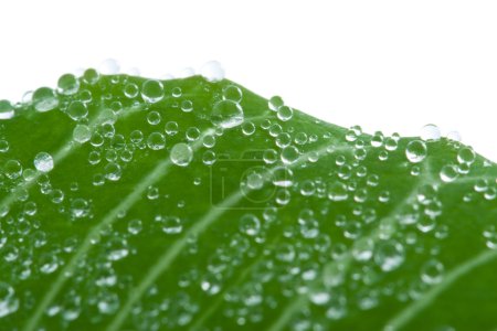 Macro de feuilles fraîches avec gouttes d'eau 