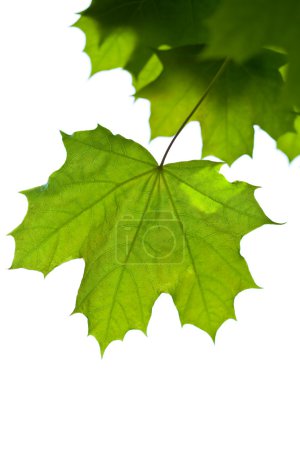 Feuilles d'érable isolées 