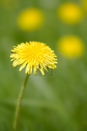Pissenlits sur le terrain