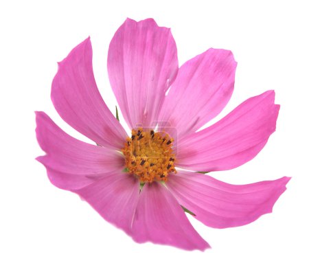 Fleur rose 