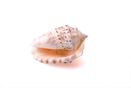Coq de mer 