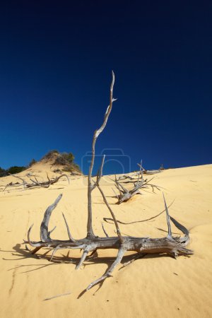 Arbre mort 