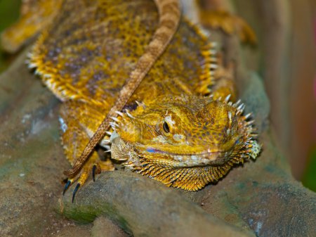 lézard